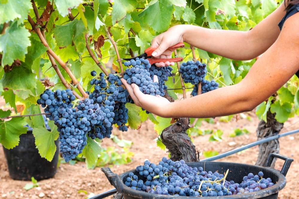 Modifications de Circulation et de Stationnement pour les Vendanges à Taissy