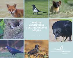 Enquête communales ESOD 2025 (Espèces Susceptibles d’Occasionner des Dégâts)