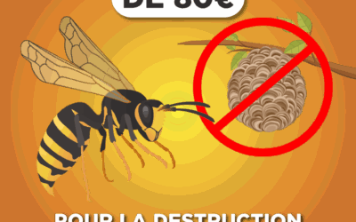 Aide financière pour la neutralisation des nids d’hyménoptères