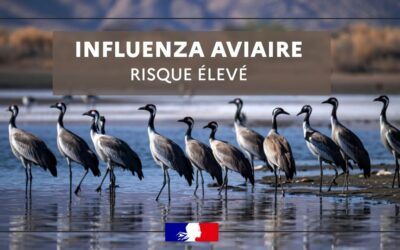 INFLUENZA AVIAIRE