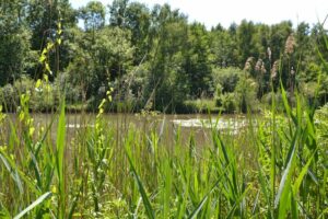 marais_de_la_vesle