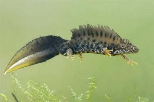 triton_crete_amphibien